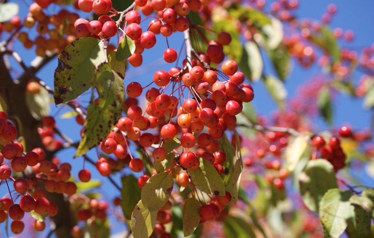 Crabapples